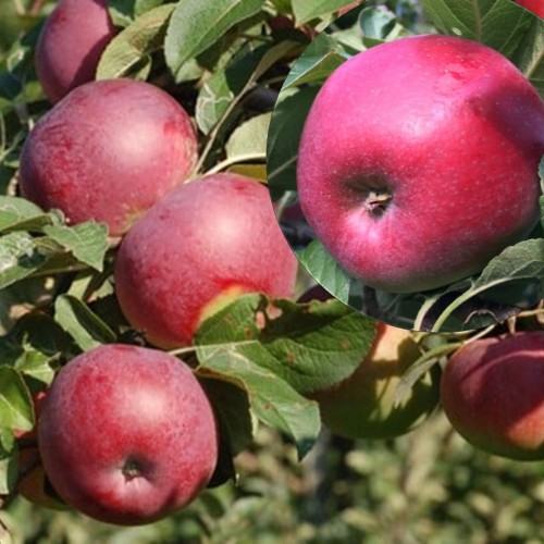 Malus domestica 'Lobo' - Õunapuu 'Lobo' C6/6L